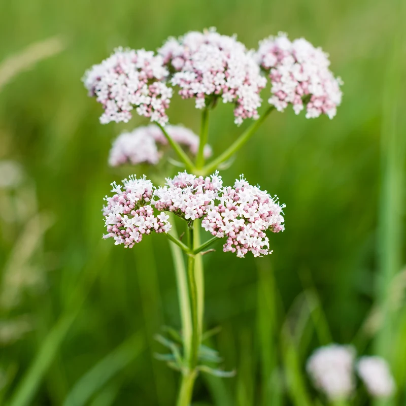 Valériane officinale