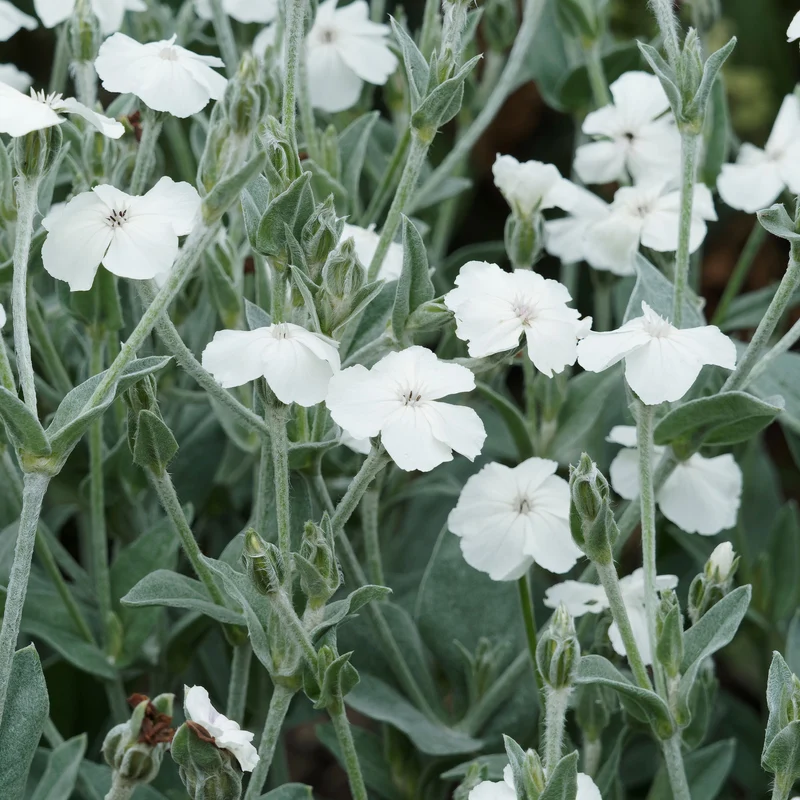 Coquelourde des jardins blanches