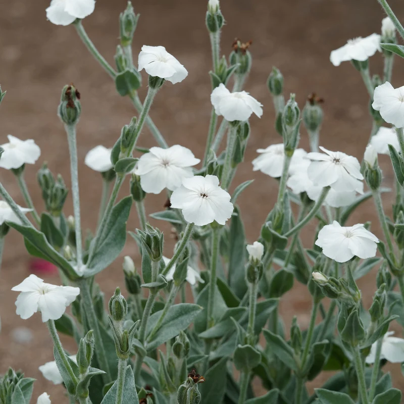 Coquelourde des jardins blanches