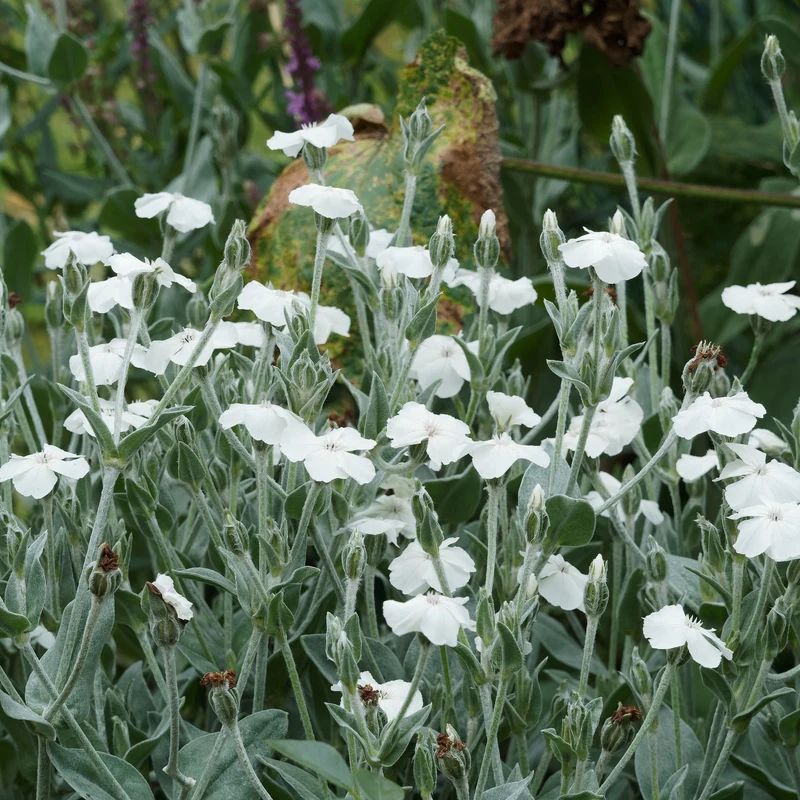Coquelourde des jardins blanches