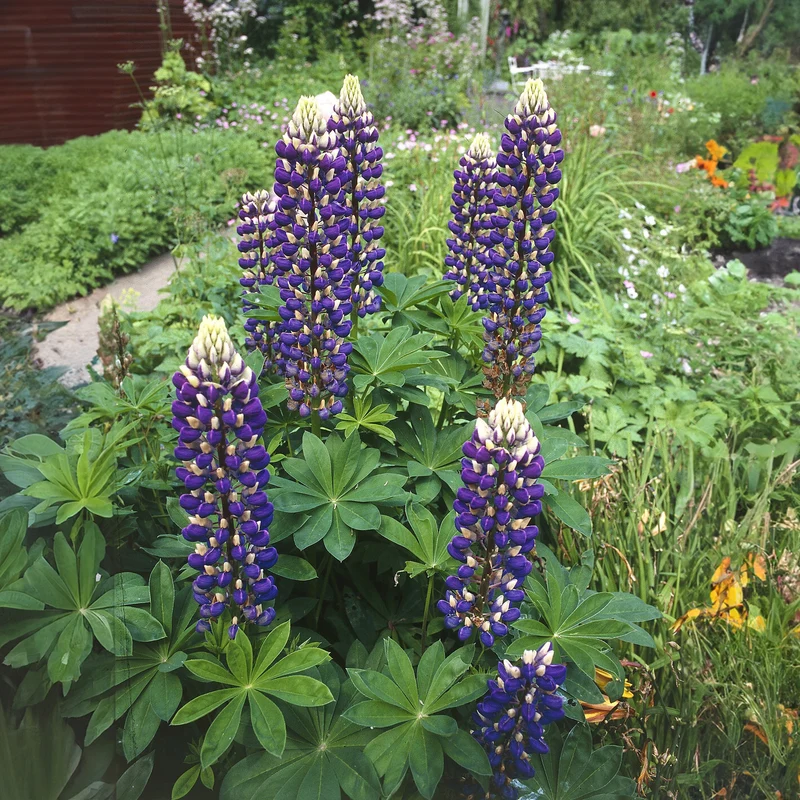 Lupin Le Gouverneur