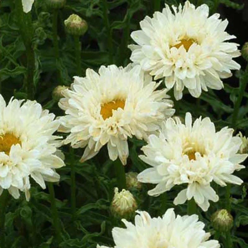 Marguerite d'été Victorian Secret ®
