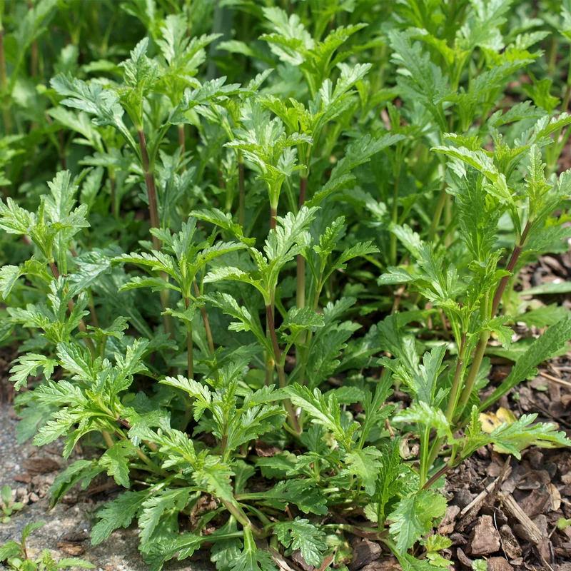 Verveine officinale