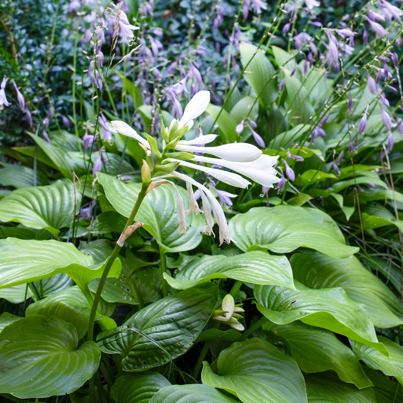 Hosta Royal Standard