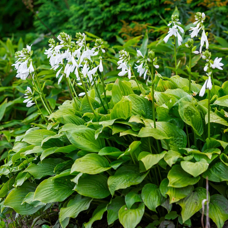 Hosta Royal Standard