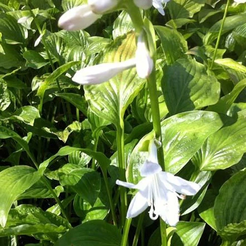 Hosta Royal Standard