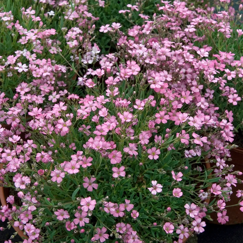 Gypsophile rampant Rosea
