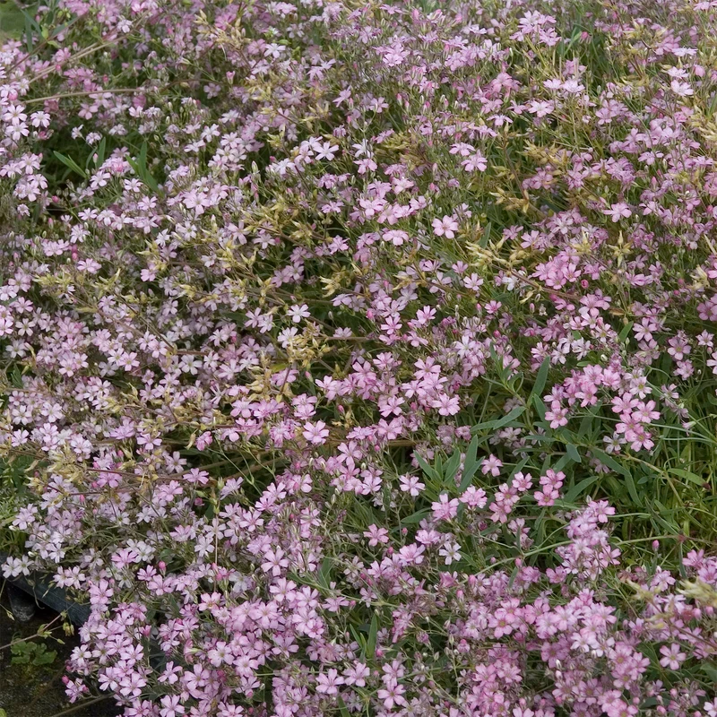 Gypsophile rampant Rosea