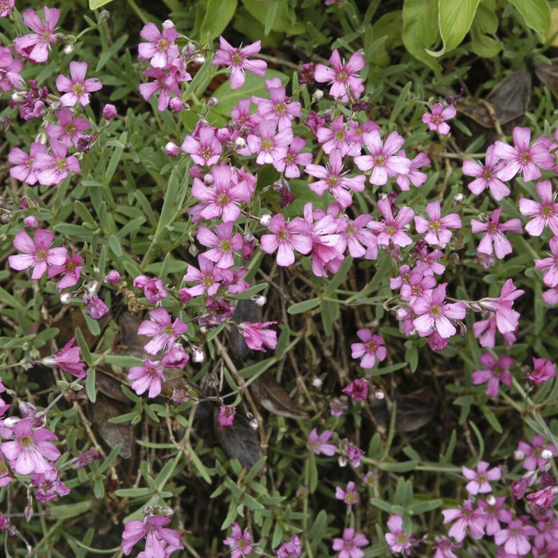 Gypsophile rampant Rosea