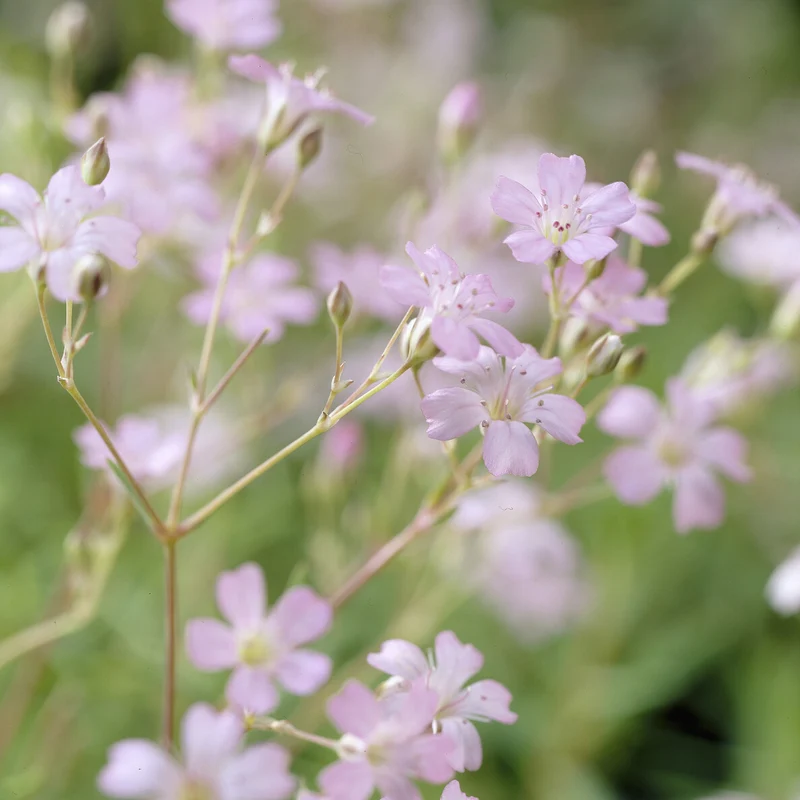 Gypsophile rampant Rosea