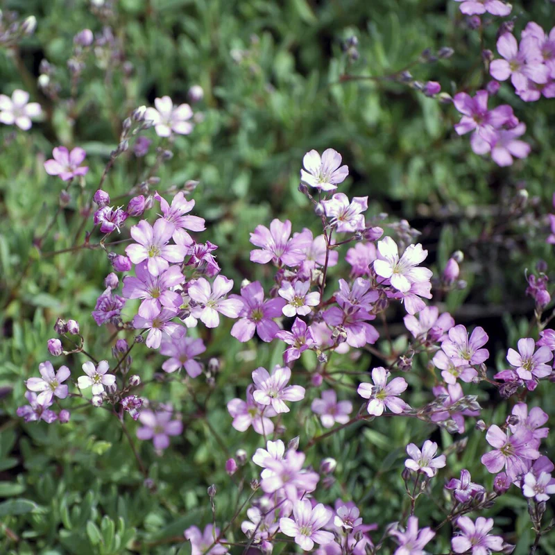 Gypsophile rampant Rosea