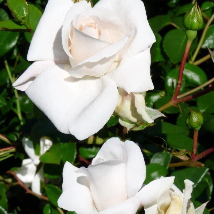Rosier grimpant White New Dawn