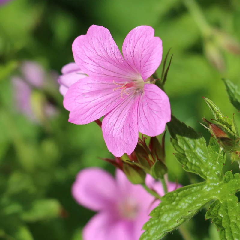Géranium vivace d'Endress