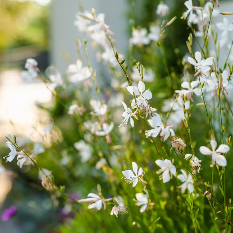 Gaura Snowstorm