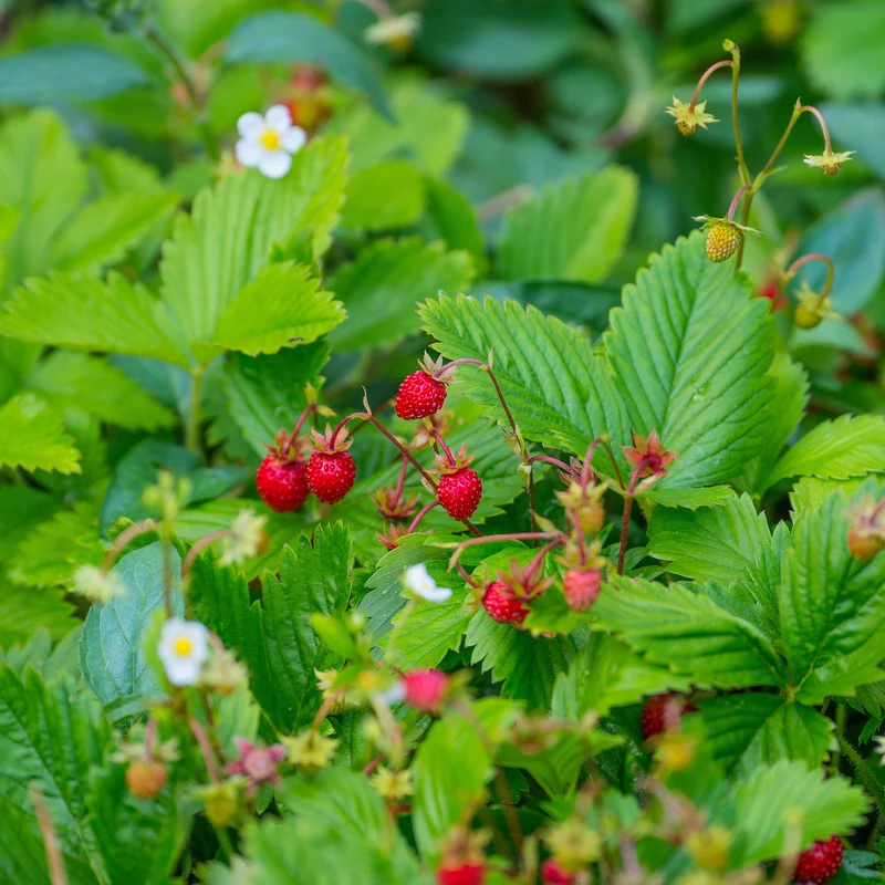 Fraisier des bois