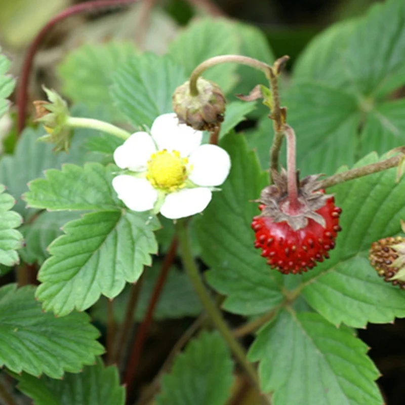 Fraisier des bois