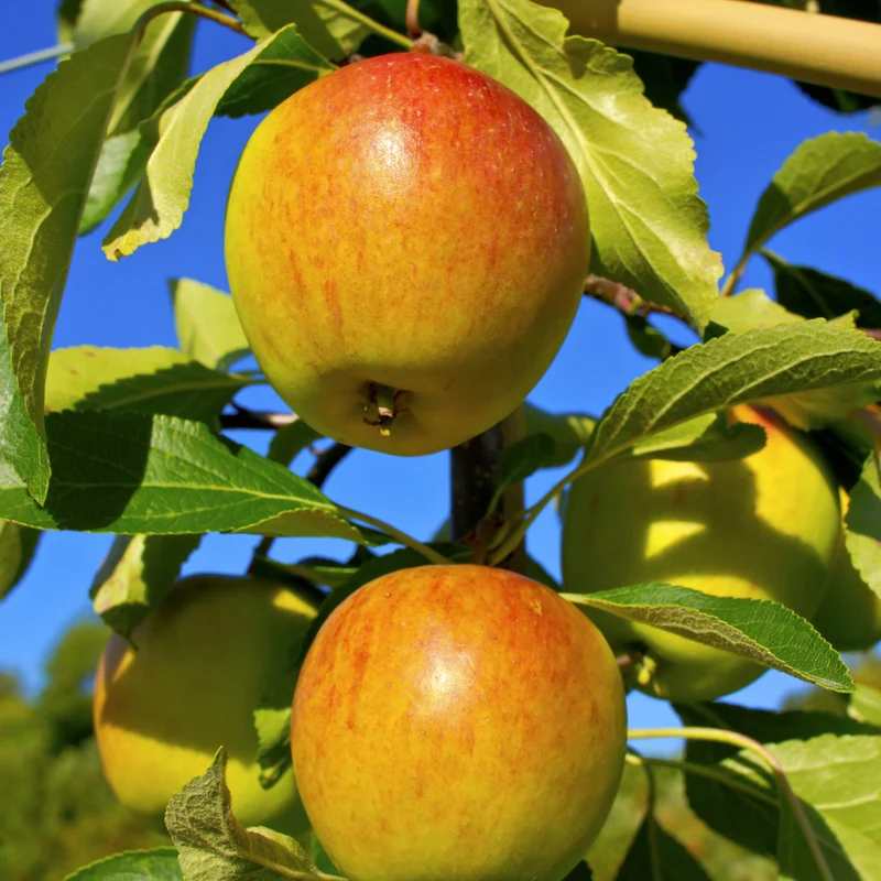 Pommier Cox Orange