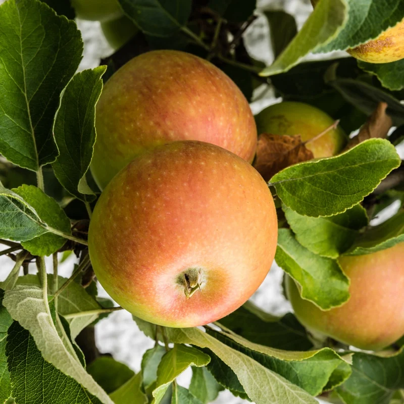 Pommier Cox Orange