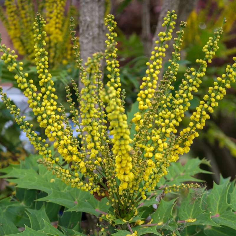 Mahonia Charity