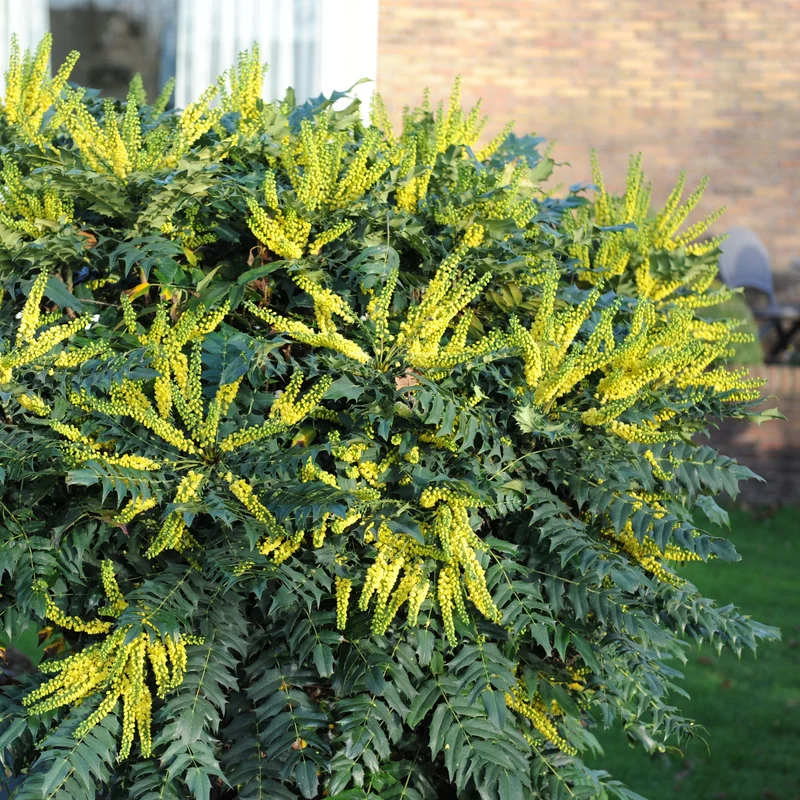 Mahonia Charity