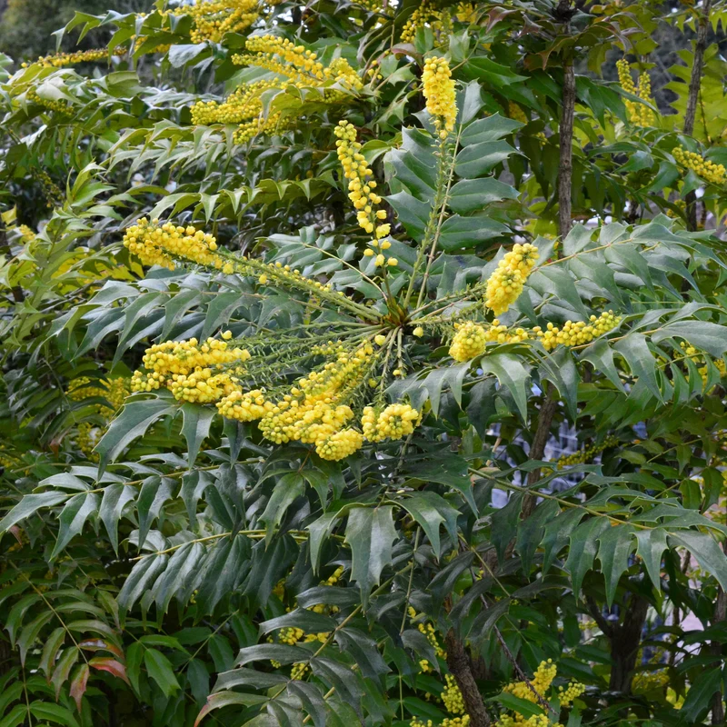 Mahonia Charity