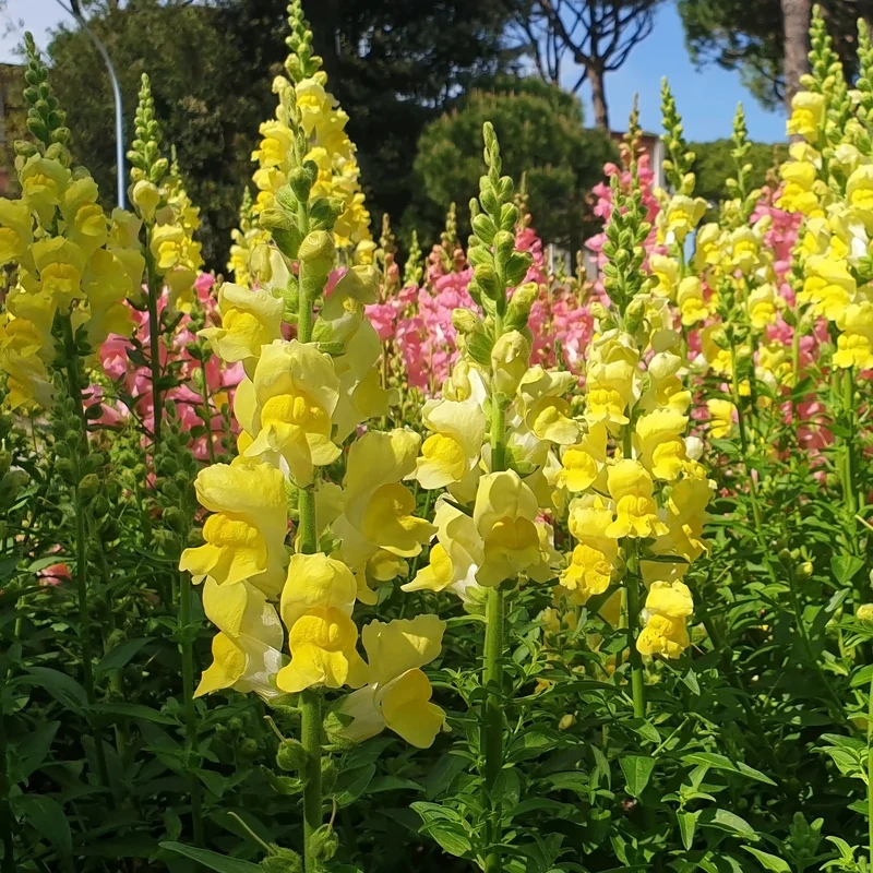Muflier jaune