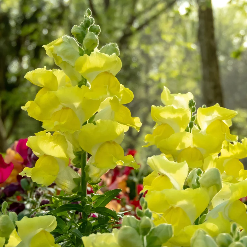 Muflier jaune