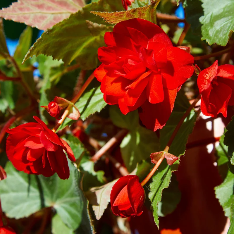 Bégonia à grandes fleurs rouges