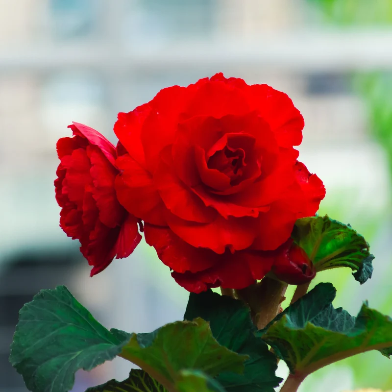 Bégonia à grandes fleurs rouges