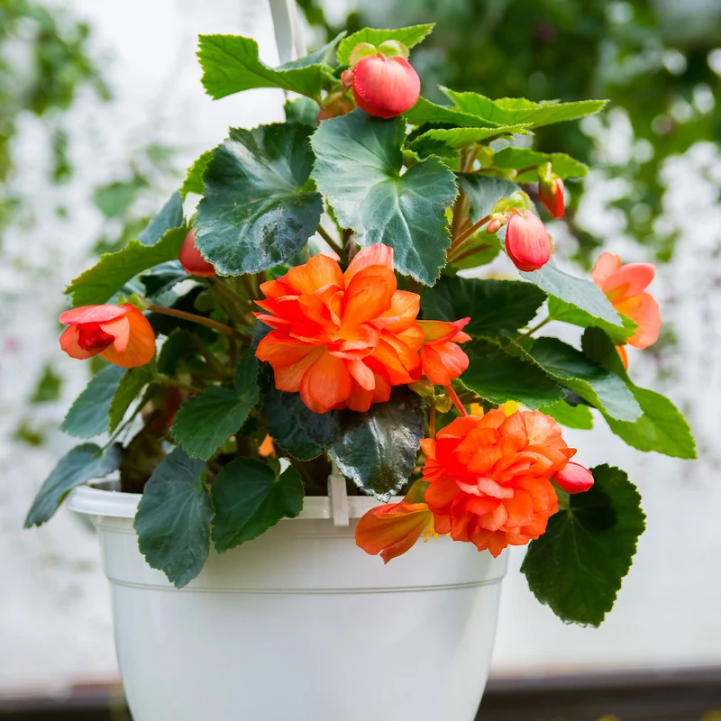 Bégonia à grandes fleurs oranges