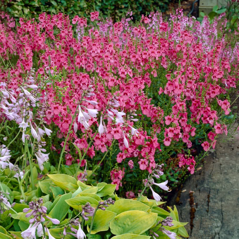 Diascie Ruby Field