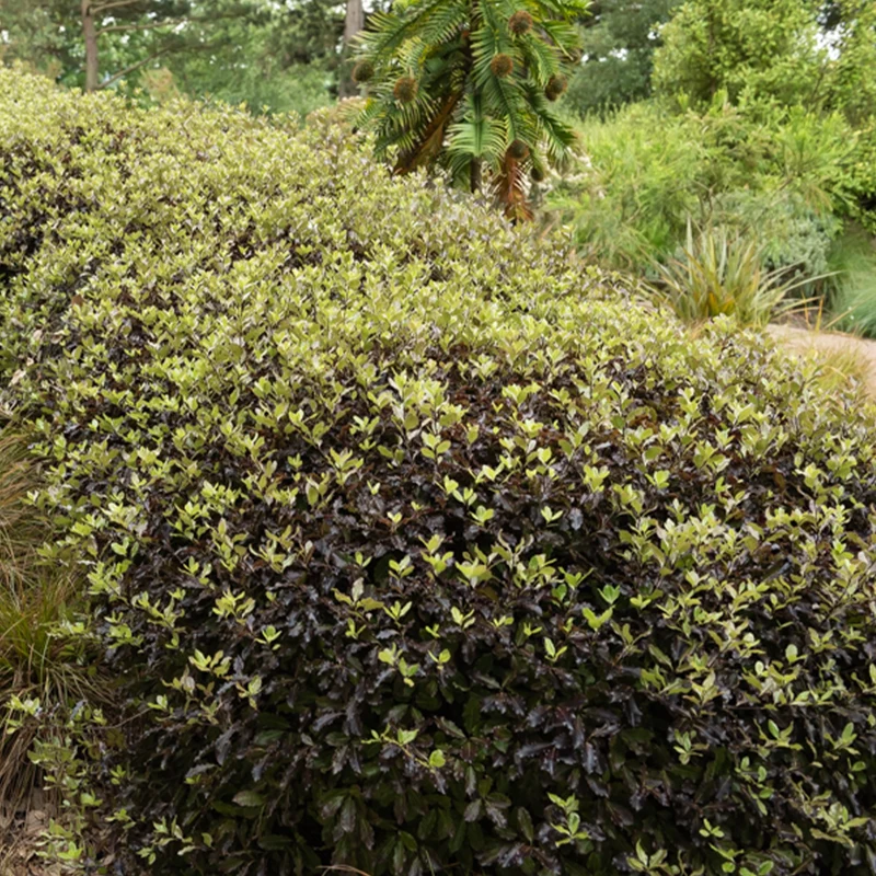 Pittosporum tenuifolium Tom Thumb