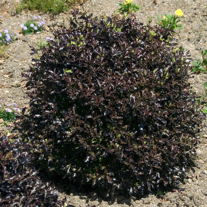 Pittosporum tenuifolium Tom Thumb
