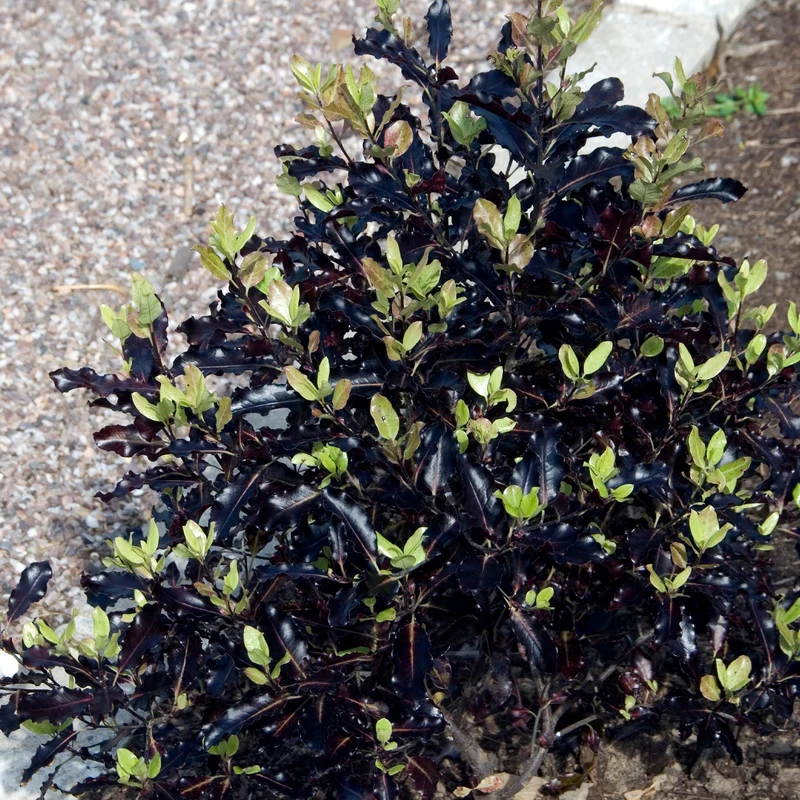 Pittosporum tenuifolium Tom Thumb