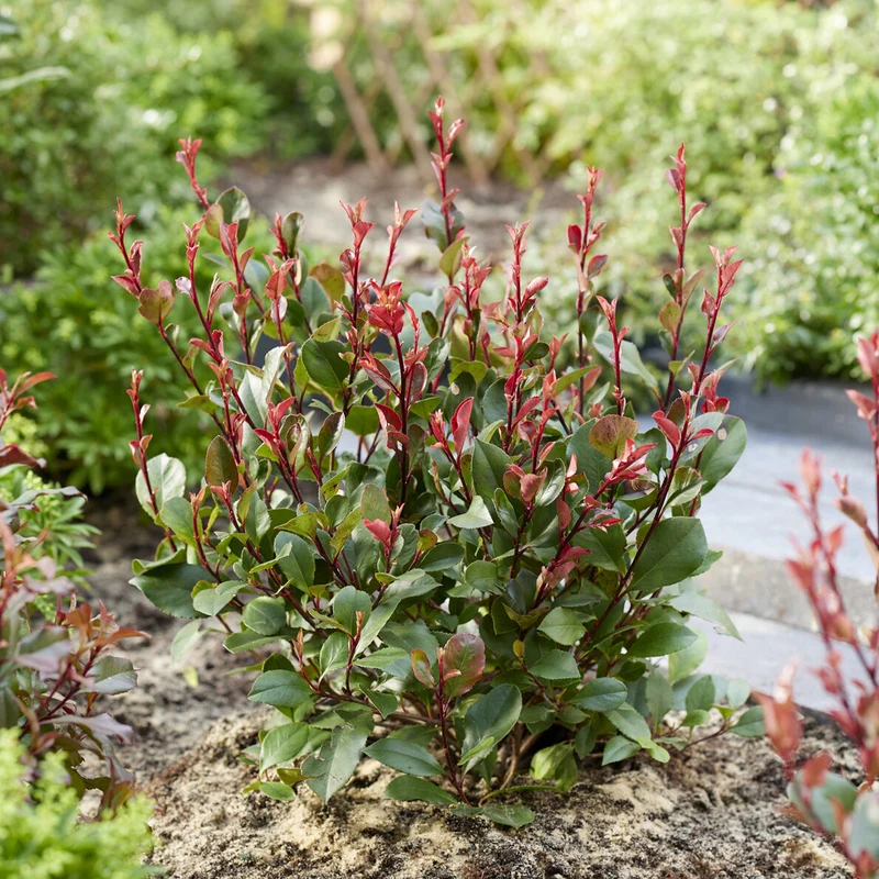 Photinia Little Red Robin