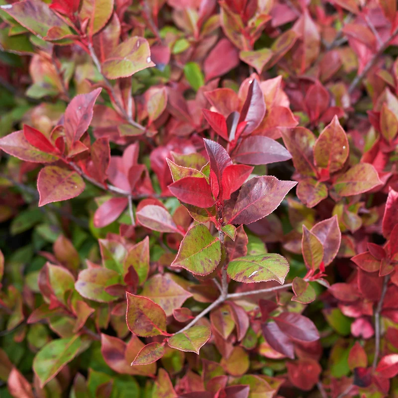 Photinia Little Red Robin