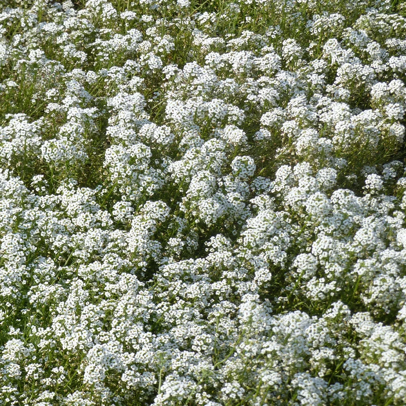 Alysse odorant