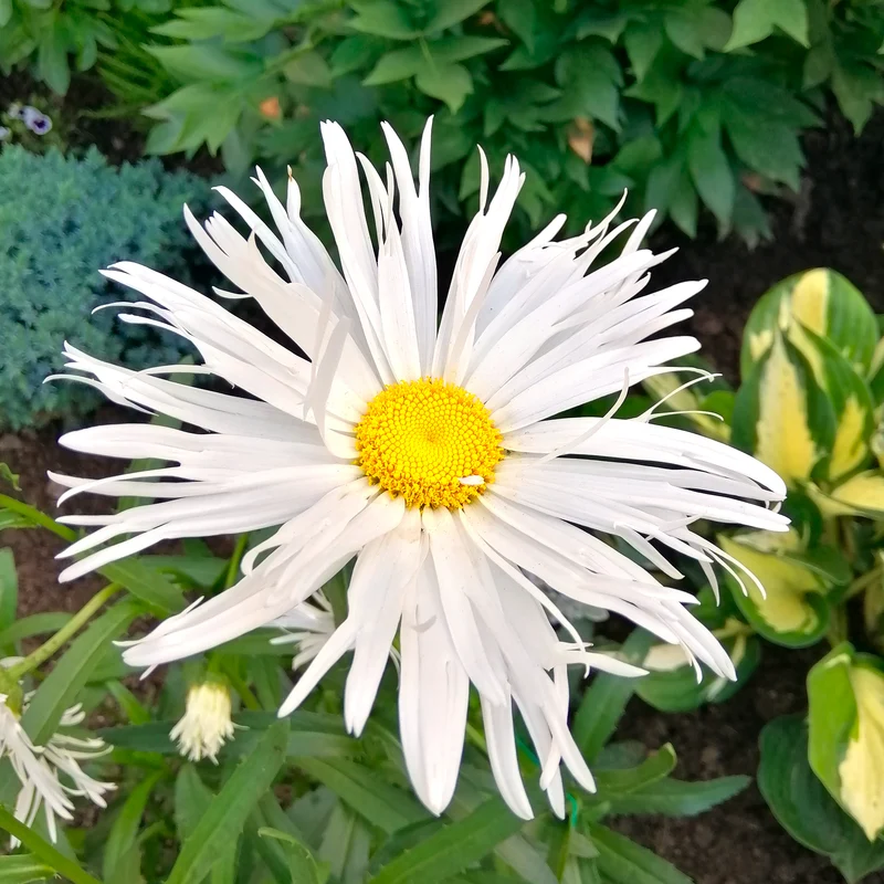 3 Marguerites d'été Old Court