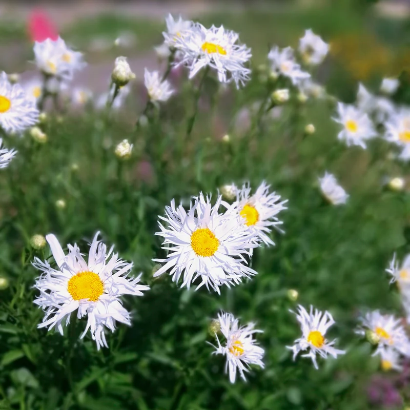 3 Marguerites d'été Old Court
