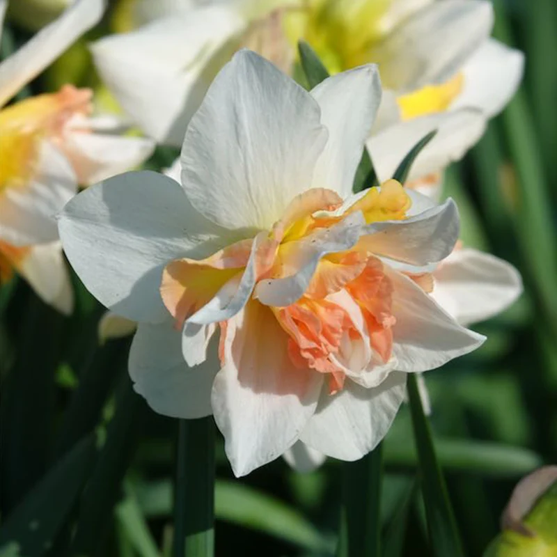 10 Narcisses à fleurs doubles Replete