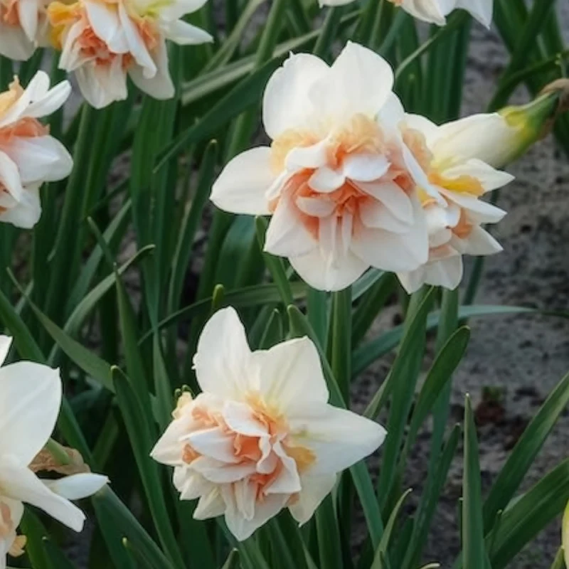 10 Narcisses à fleurs doubles Replete