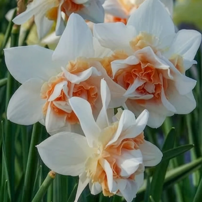 10 Narcisses à fleurs doubles Replete