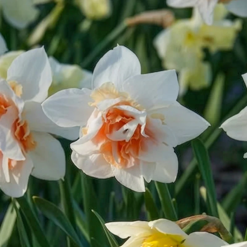 10 Narcisses à fleurs doubles Replete