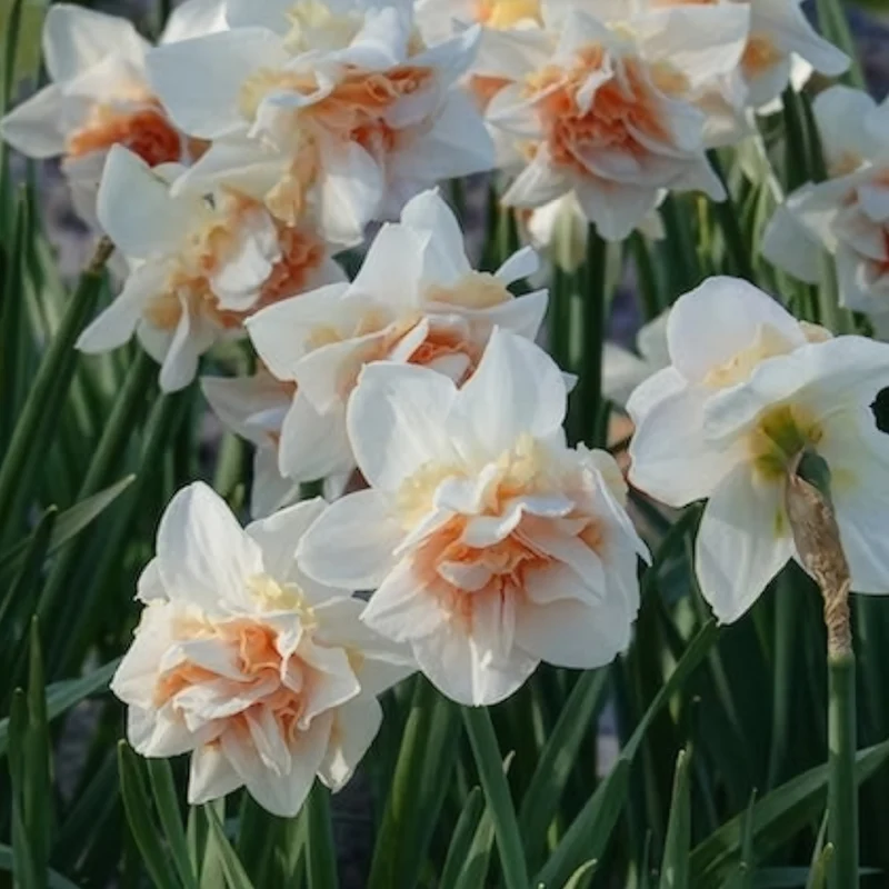 10 Narcisses à fleurs doubles Replete