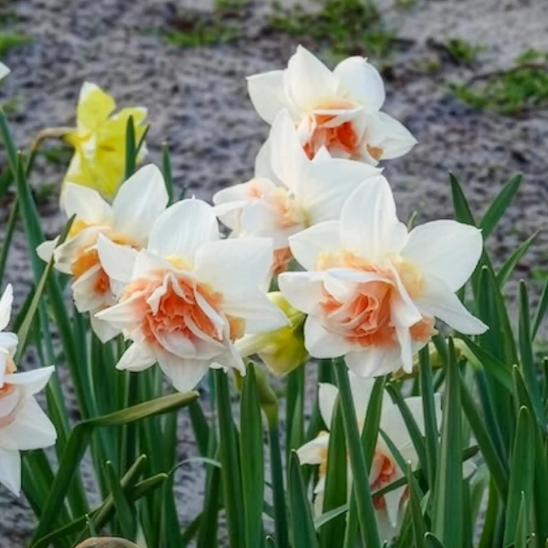 10 Narcisses à fleurs doubles Replete