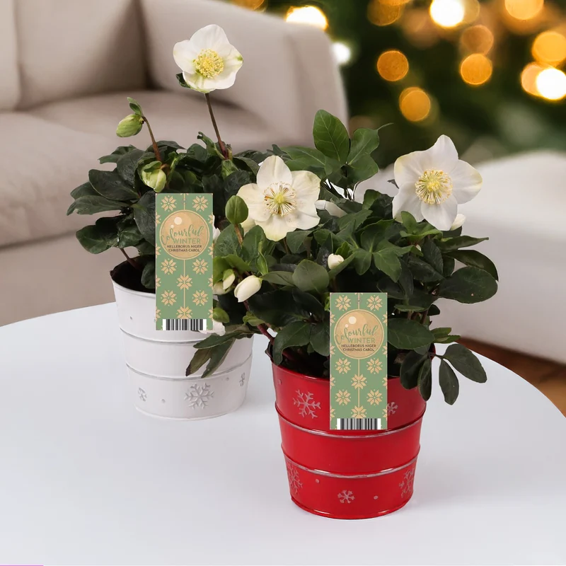 Héllébore de Noel et son pot de Noël