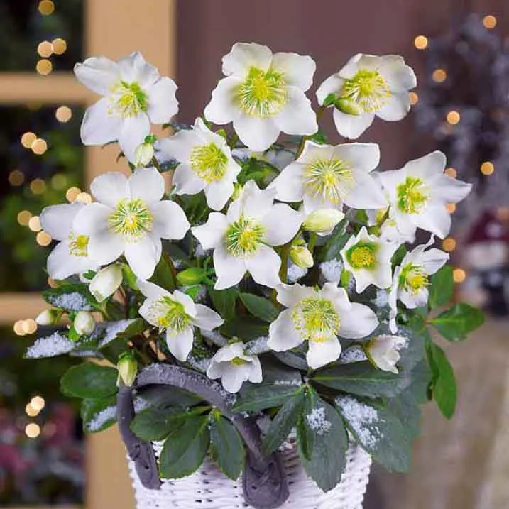 Héllébore de Noel et son pot de Noël