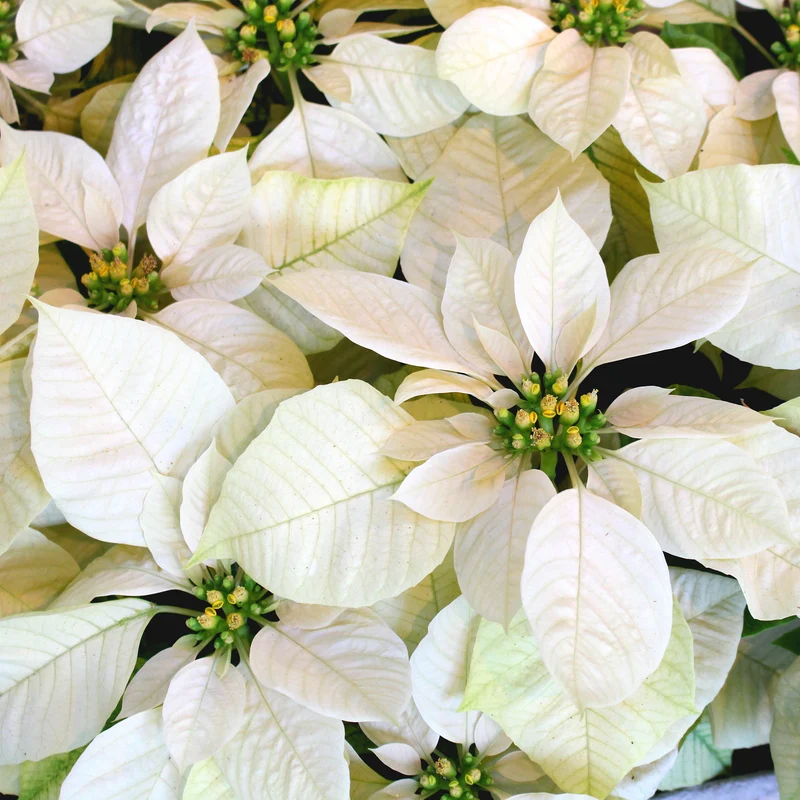 Poinsettia Blanc