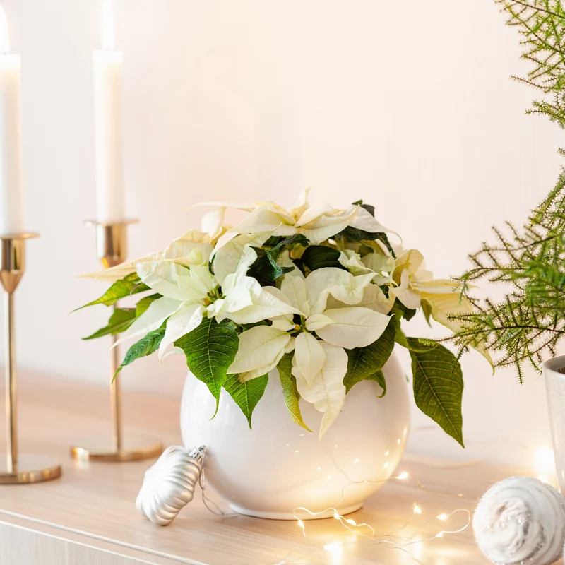 Poinsettia Blanc