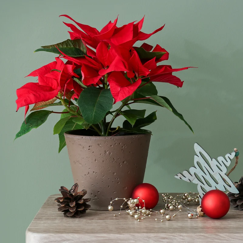 Poinsettia Rouge